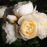 Uetersener Klosterrose Ютерзейн Клостерроуз